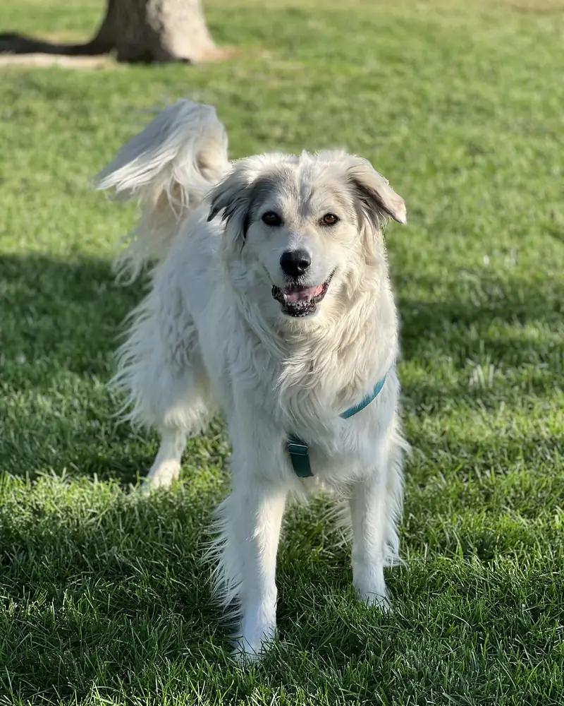 Willow, a white Great Pyrenees and Border Collie mix in a teal collar, standing on sunlit grass with her tail up and her mouth open in a grin.